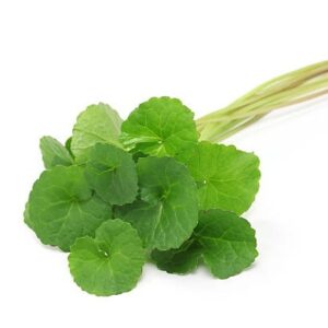 Gotu Kola