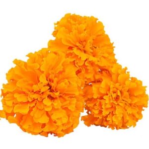 Marigold Flower