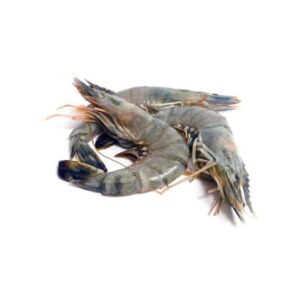 Tiger Shrimp