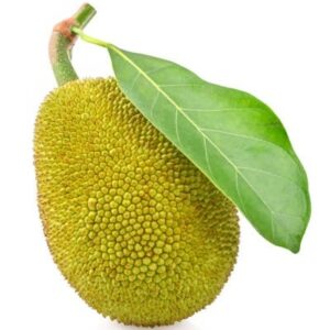 Jackfruit