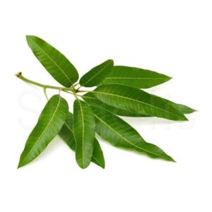 Mango Leaves